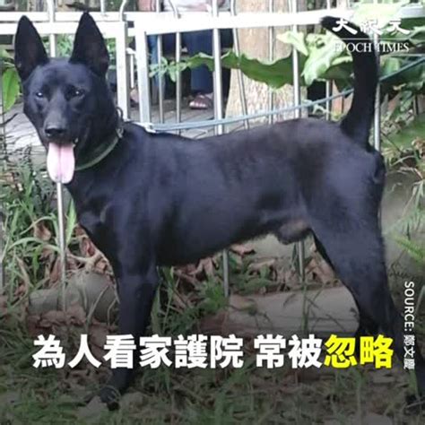 黑狗幾|台灣犬